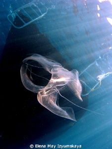 Luminescent jellyfish under the boat "Lumination" :) by Elena May Izyumskaya 